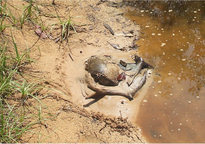
Keith has been planting coconuts along the way to try to beautify the arid shorelines!
