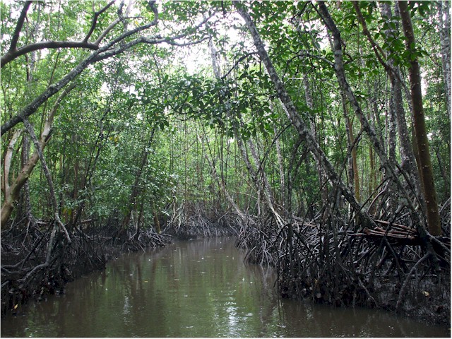 We took the dinghy for an excursion up one stream but ran out of water before reaching any village!
