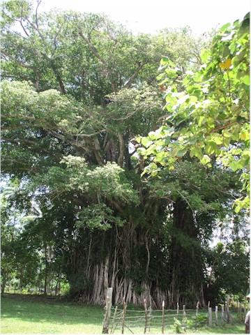 This huge Banyan tree hosts the local 