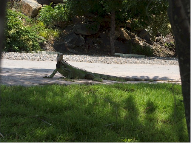 There were some seriously large water lizards!
