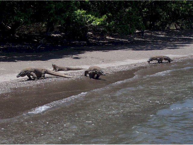 The Komodo dragons - these are about 3m long!
