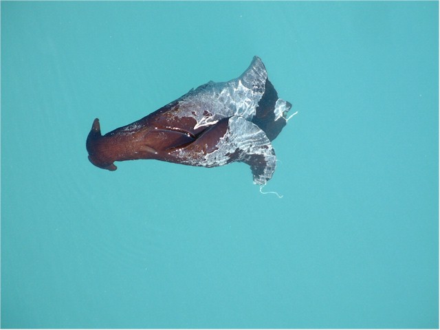 The water was so clear and so beautiful, you could get good photos.
