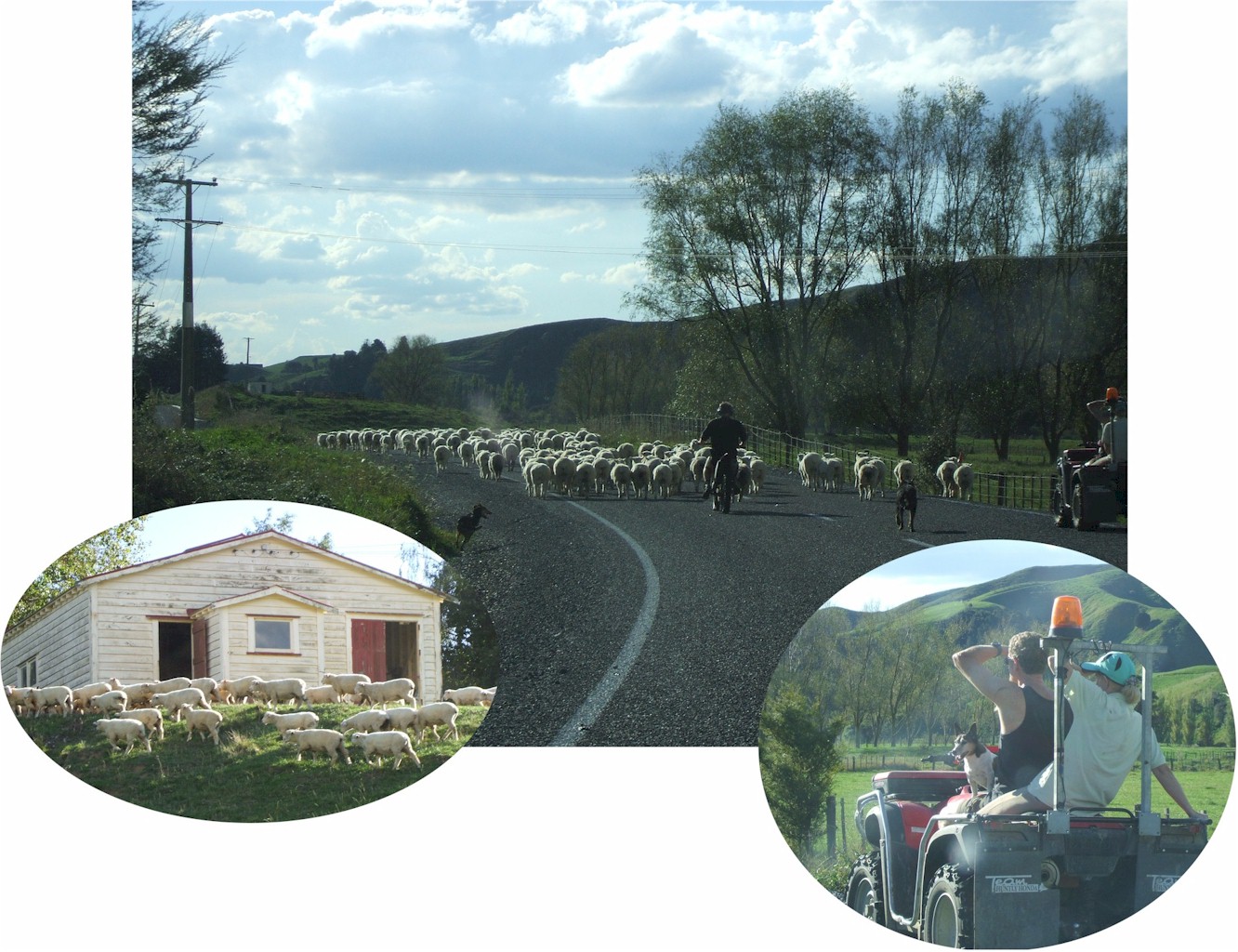 A common sight in New Zealand!
