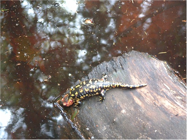 
We saw this salamander at the castle in Sintra.
