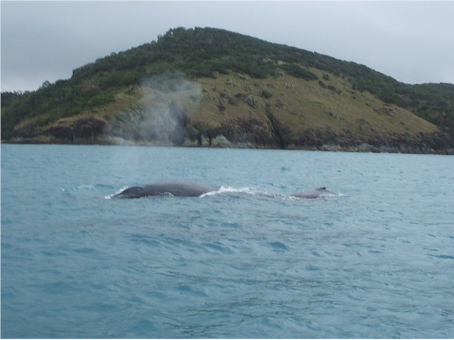 On our way through Solway Pass we had a close encounter with this whale and calf.