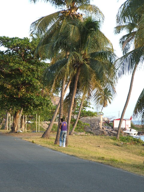 A local man collecting coconuts!
