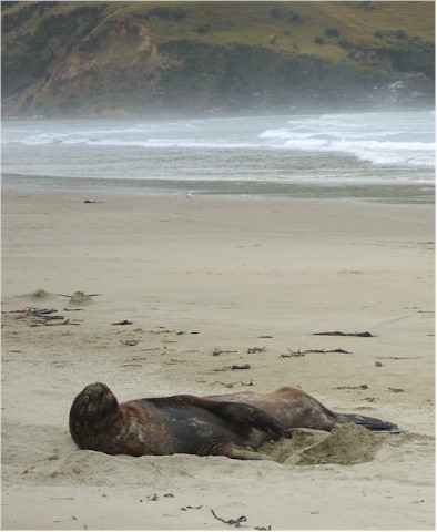 This bull sea lion was snoozing away the morning.
