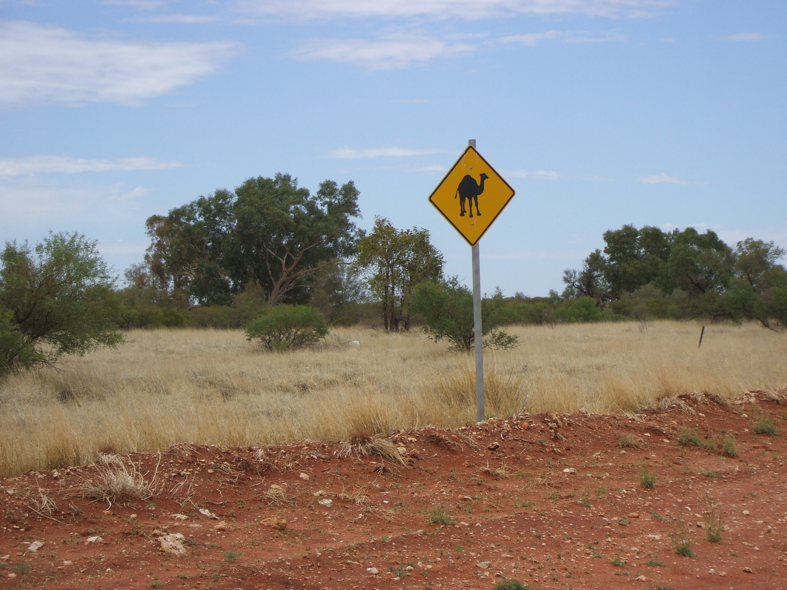 Watch out for camels!
