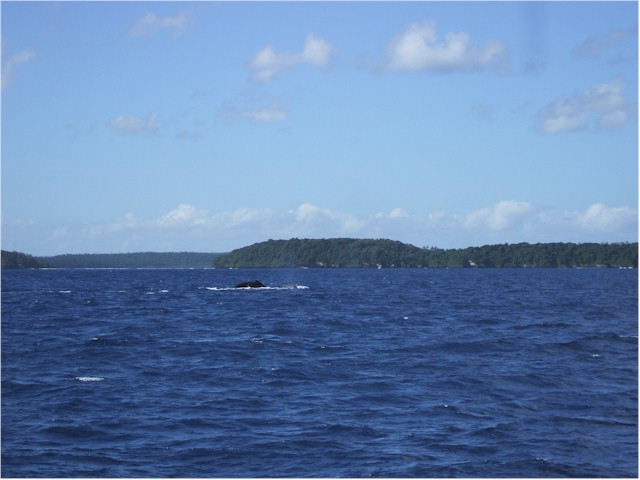 Humpback whales come to Tonga to breed and mate.