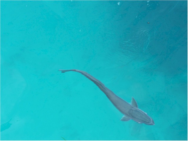 Remora - they cling to the bottom of the boat by their heads.
