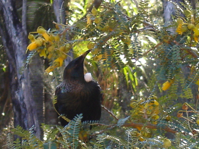The New Zealand Tui bird