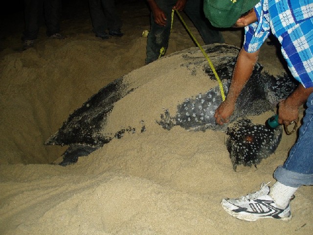 Keith went to the other side of the island to see Leatherback Turtles laying their eggs...
