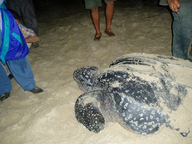 These huge creatures crawl all the way up to the sand dunes to lay their eggs...
