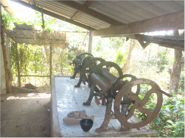 After boiling the latex, it is squeezed through these wringers into large sheets for onward processing.
