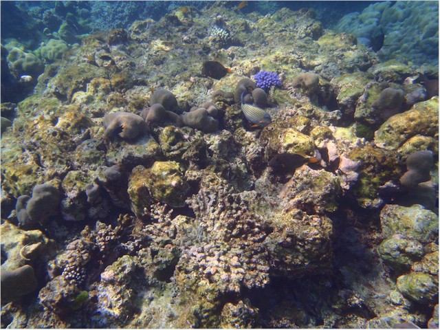 Next stop, the Surin Islands - fantastic snorkelling!
