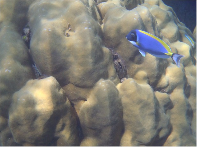 Next stop, the Surin Islands - fantastic snorkelling!
