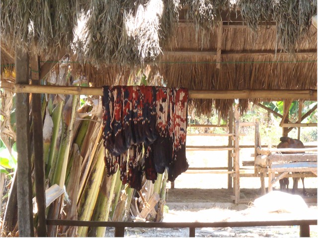 The warp threads are dyed with the pattern already laid out - these are drying before being used...