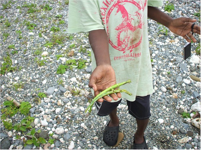 One lad catches some stick insects for dinner (notice the mobile phone in the other hand!)
