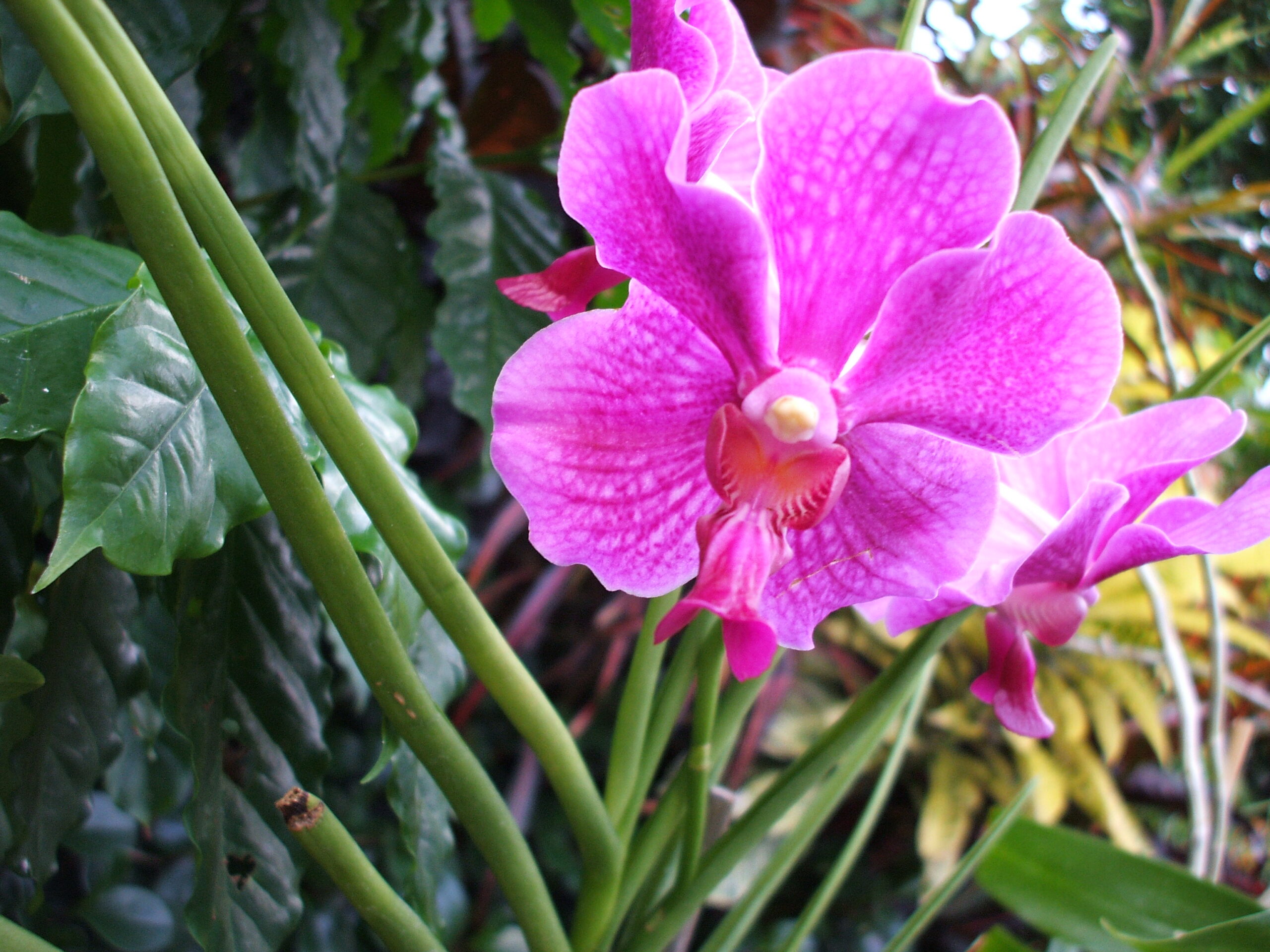 The Winter Gardens are renowned for their beautiful hot house flowers.