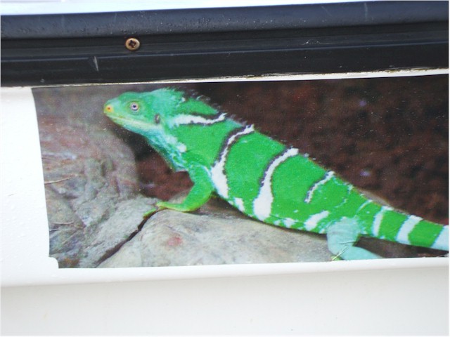 Yandua is a sanctuary for the crested green iguana

