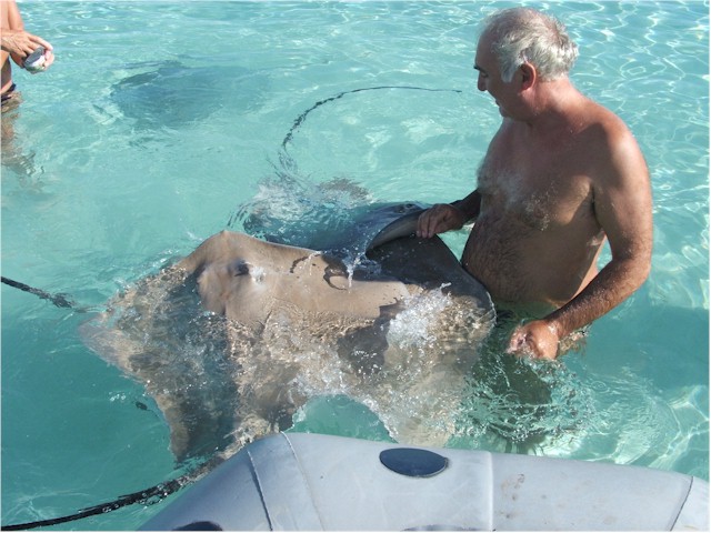 Feeding the sting rays.
