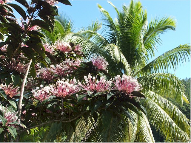 
The flowers and plants of Raiatea are fantastic.