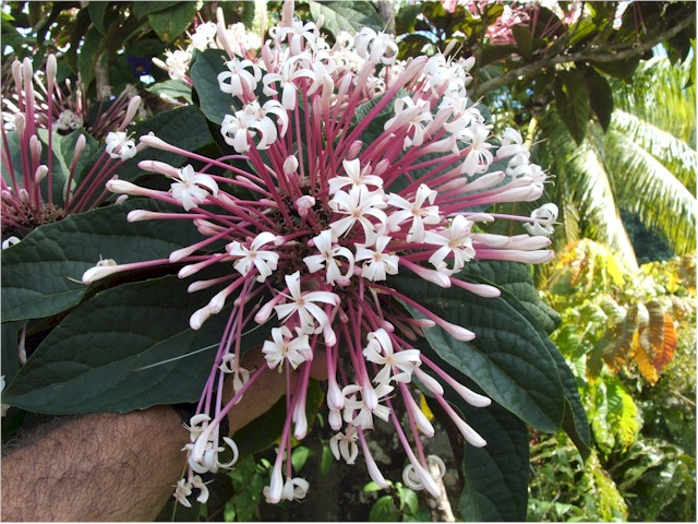 The flowers and plants of Raiatea are fantastic.