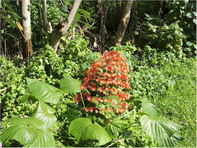 The flowers and plants of Raiatea are fantastic.