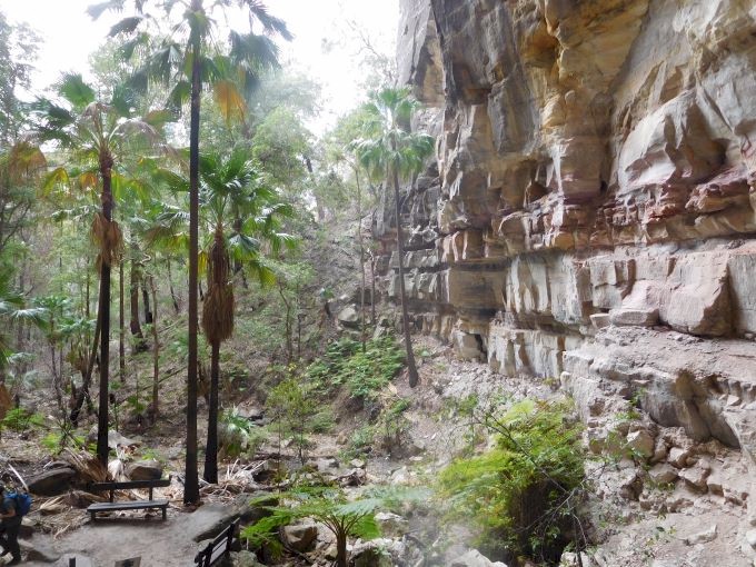 On our way back home we spent a lovely 4 days at Carnarvon Gorge.