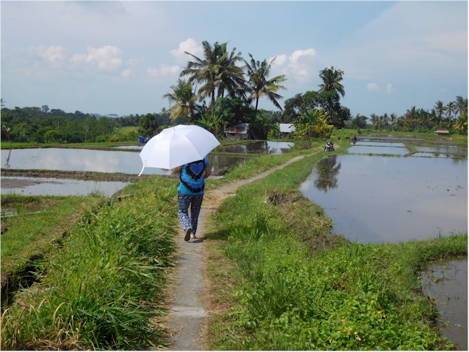 We enjoyed several walks through the rice padis.
