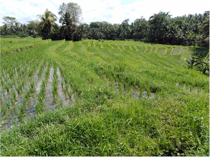 We enjoyed several walks through the rice padis...