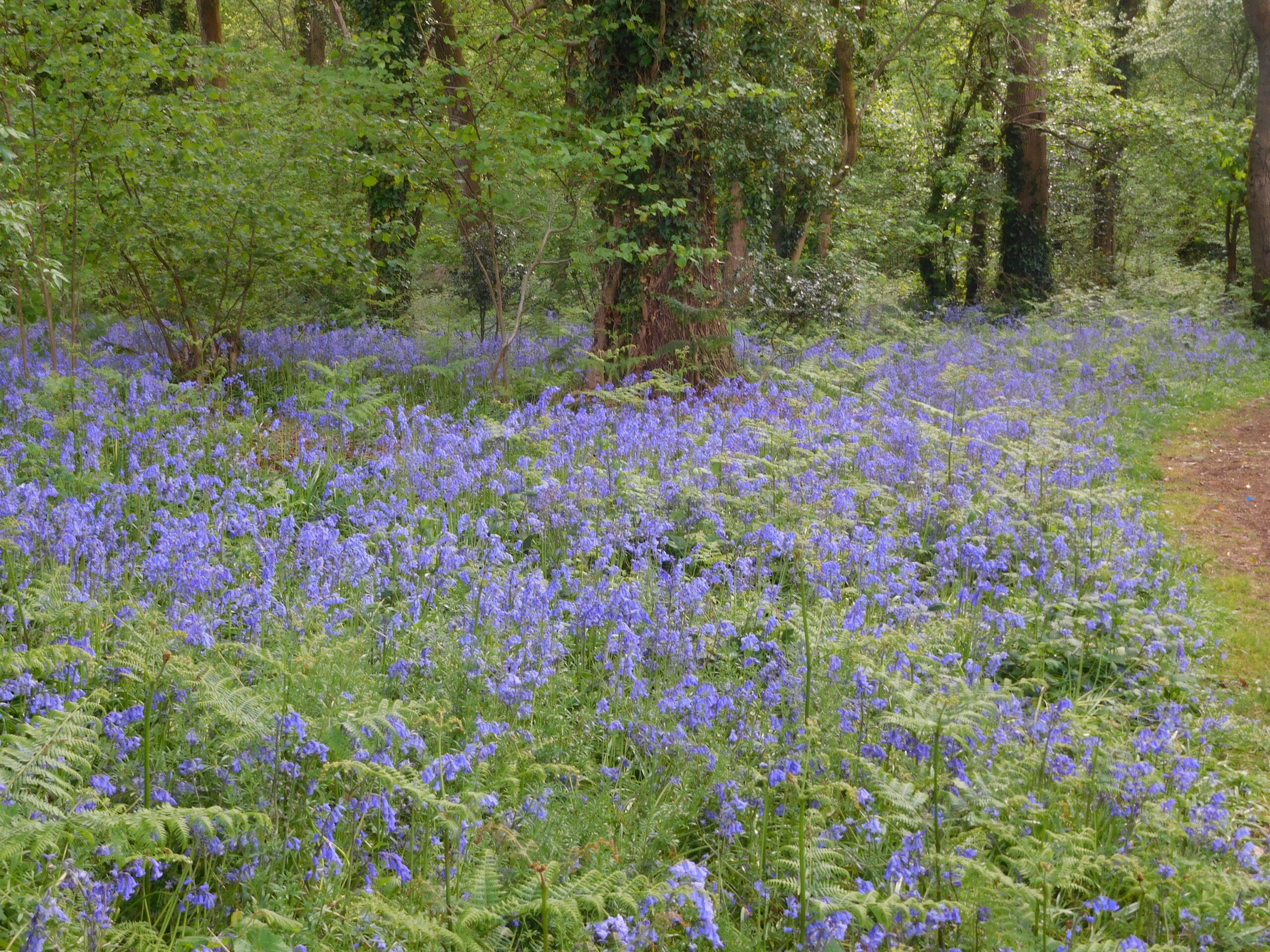 new forest spring (1)