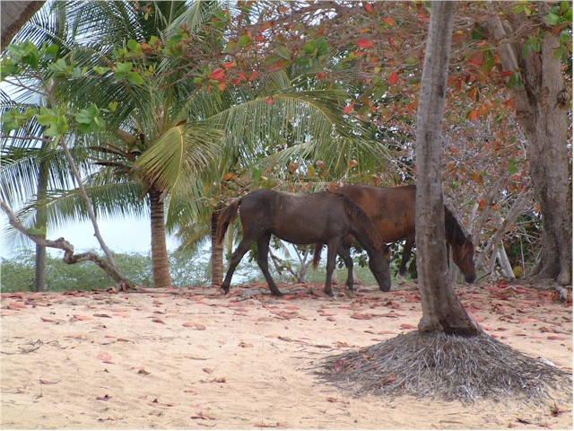 Ashore, wild horses roam the island.