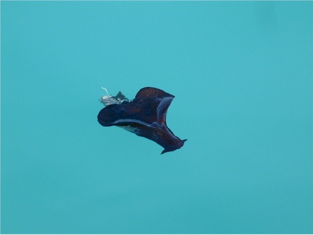And we saw this sea slug actually swimming...
