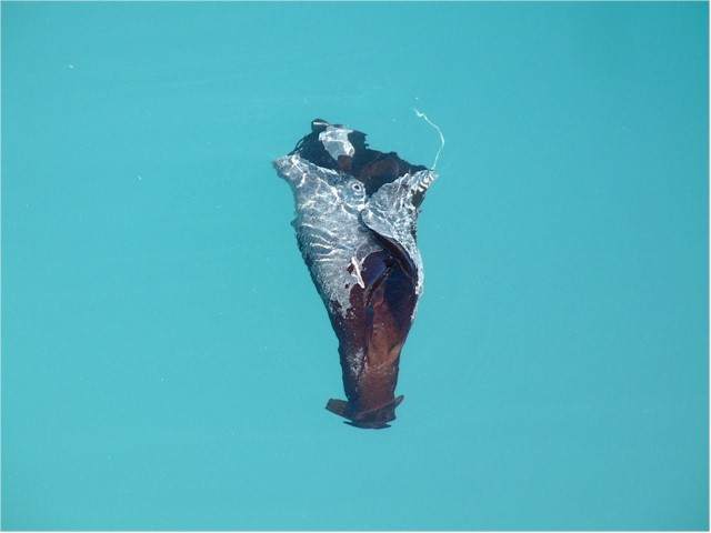 The water was so clear and so beautiful, you could get good photos.
