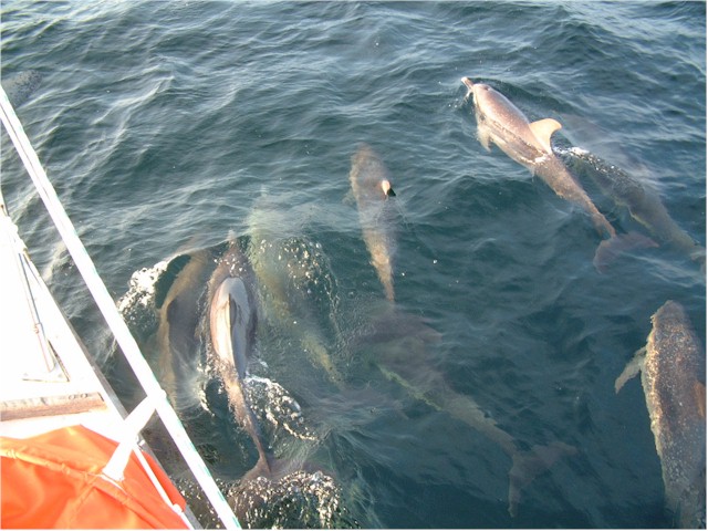 And we enjoyed a visit from a pod of dolphins!
