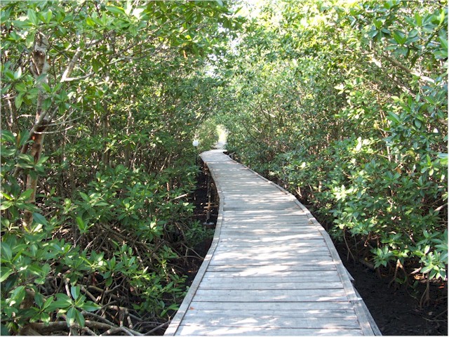 ...boardwalk through the mangroves to the resort...
