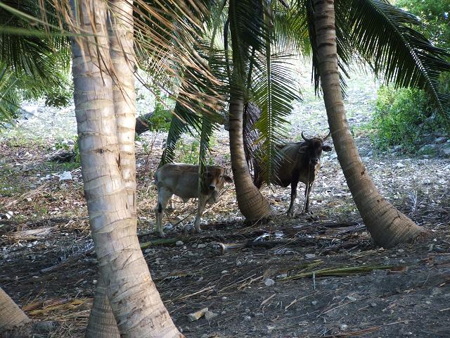 ... and some of the cows (after which Île á Vache is named).