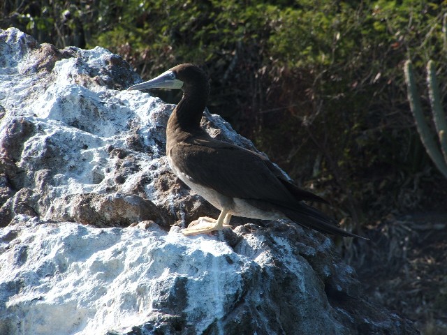 A white-faced booby.
