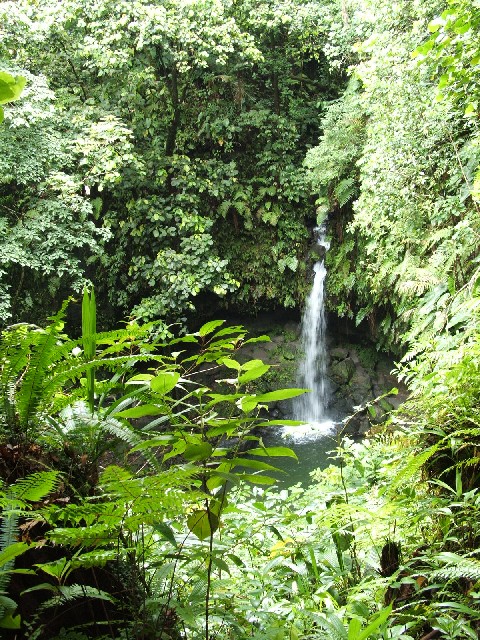 Dominica - the Emerald Pool...
