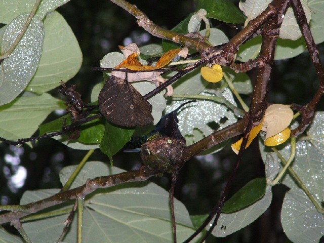 Keith's fabulous photo of a humming bird sitting on her nest up the Indian River.