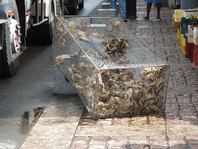 Crabs for sale!
