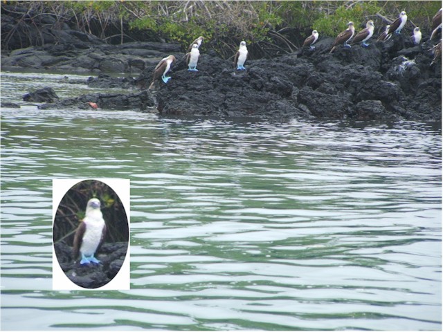 
Blue Footed Boobies - amazing creatures.
