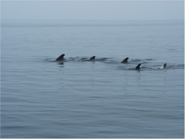 A pod of whales visit...