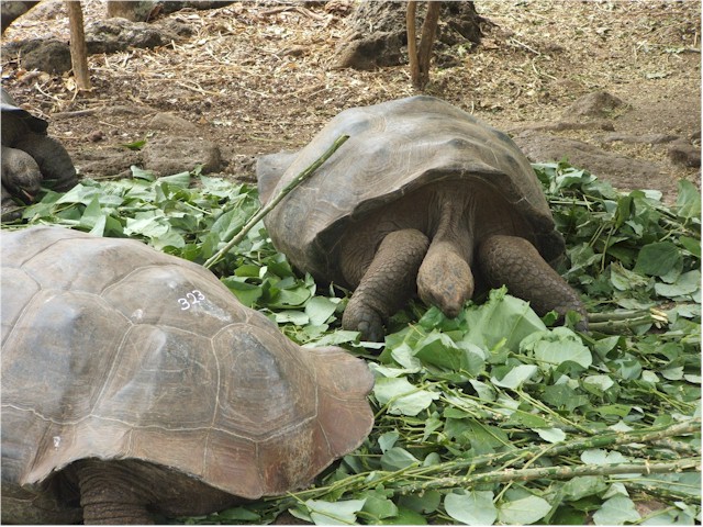These are definitely giant tortoises!