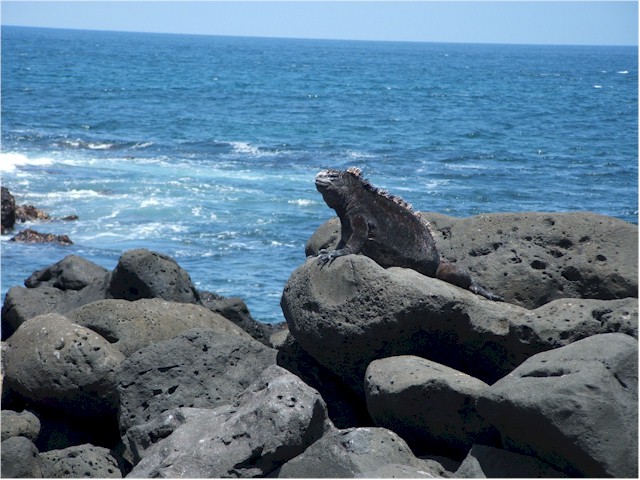 Marine iguanas.
