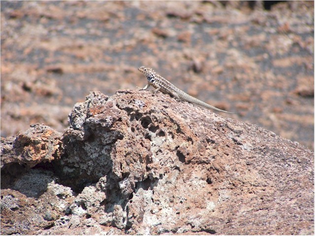 Lava Lizards.
