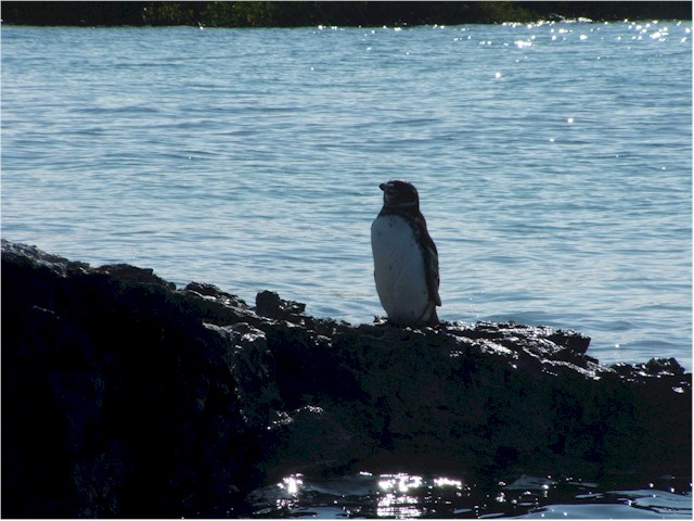 Galapagos Penguin.
