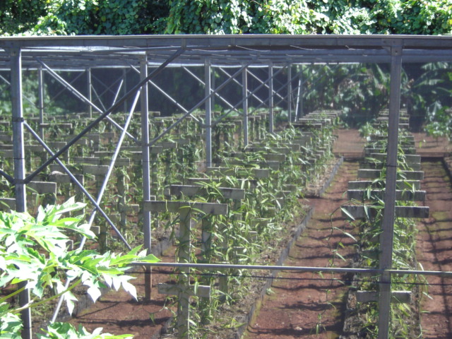 Huahine, 'the savage island' - touring a vanilla plantation.
