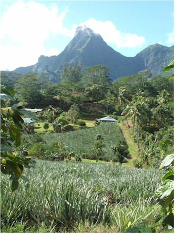 We hired a car and toured Moorea.
